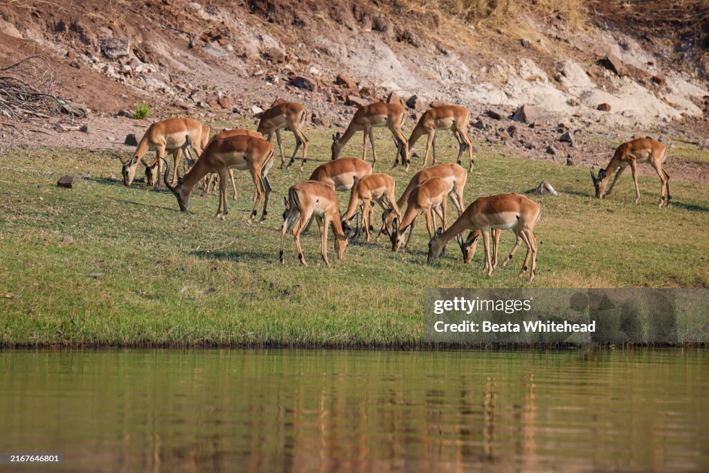 Impala Herd Grazing by the Chobe River, Botswana
