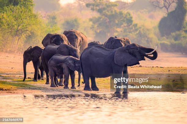 african elephant herd by the water, botswana - chobe national park stock pictures, royalty-free photos & images