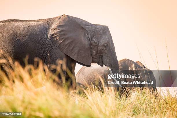 elephants grazing peacefully in tall grass - parque nacional de chobe imagens e fotografias de stock