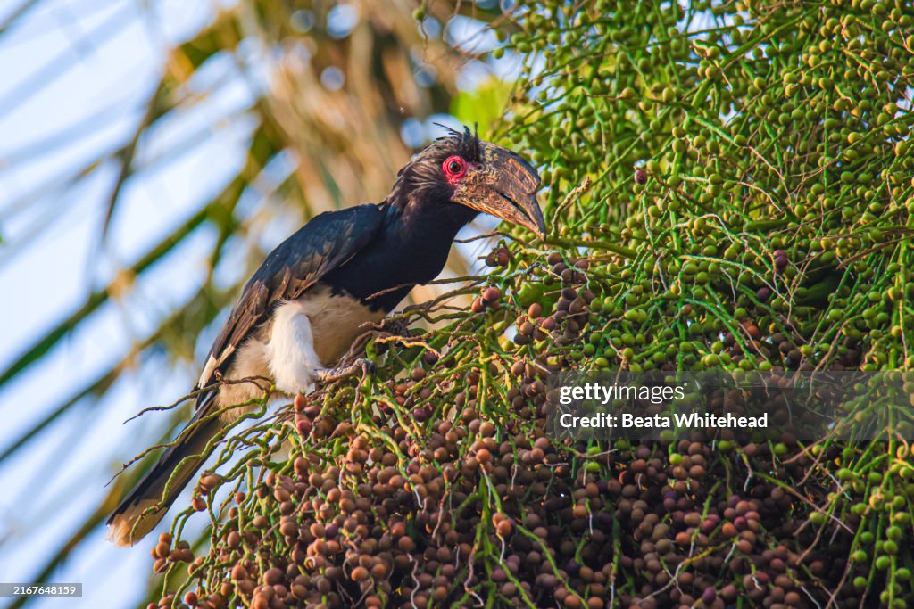 Trumpeter Hornbill Foraging on Fruits in Chobe National Park, Botswana