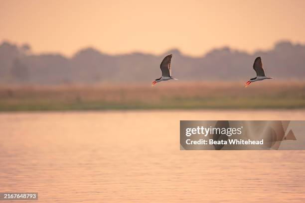 african skimmers at sunset over the chobe river - chobe national park stock pictures, royalty-free photos & images