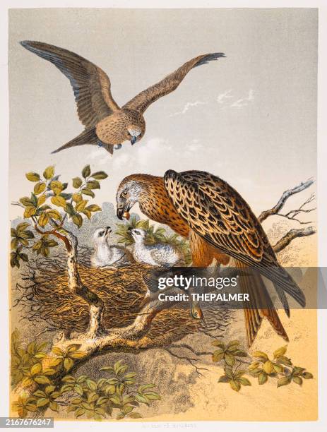 rotmilan-paarnest mit jungvögeln - sehr seltene tafel aus dem "buch der welt" 1866 - rotmilan stock-grafiken, -clipart, -cartoons und -symbole