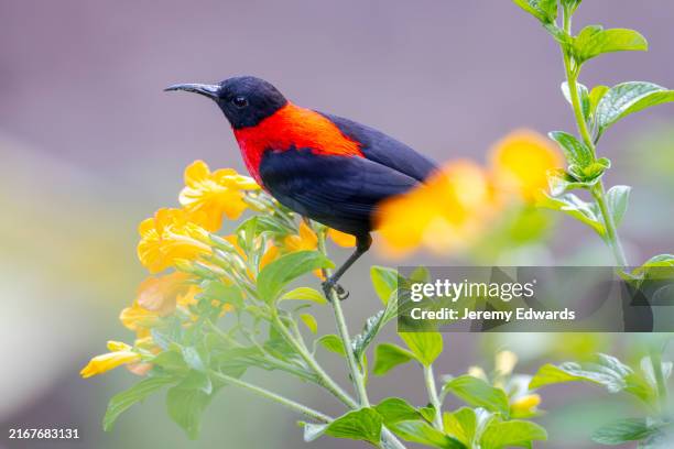 red-collared myzomela, papua new guinea - mount hagen papua imagens e fotografias de stock