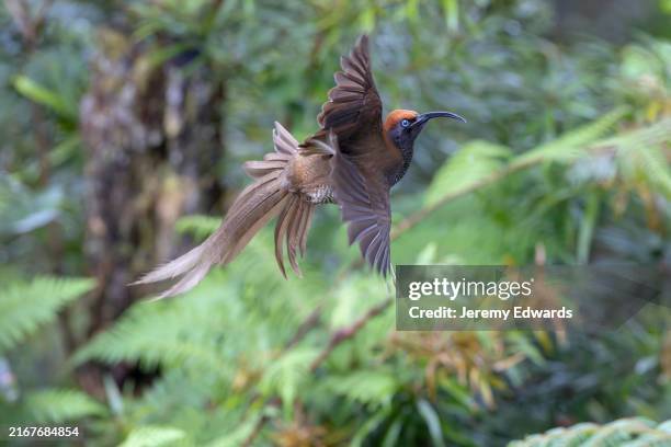 brown sicklebill, papua new guinea - endemic species stock pictures, royalty-free photos & images