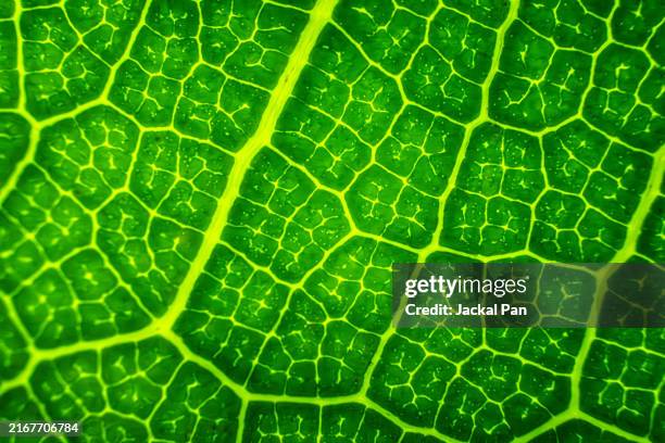 photosynthesis - clorofila fotografías e imágenes de stock