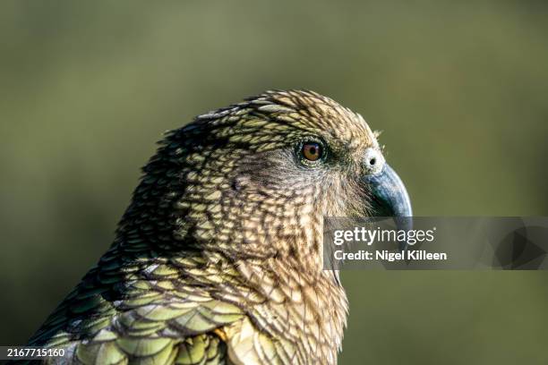 kea, new zealand - kea stock pictures, royalty-free photos & images