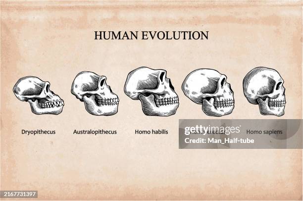 ilustraciones, imágenes clip art, dibujos animados e iconos de stock de evolución del cráneo humano - evolution history