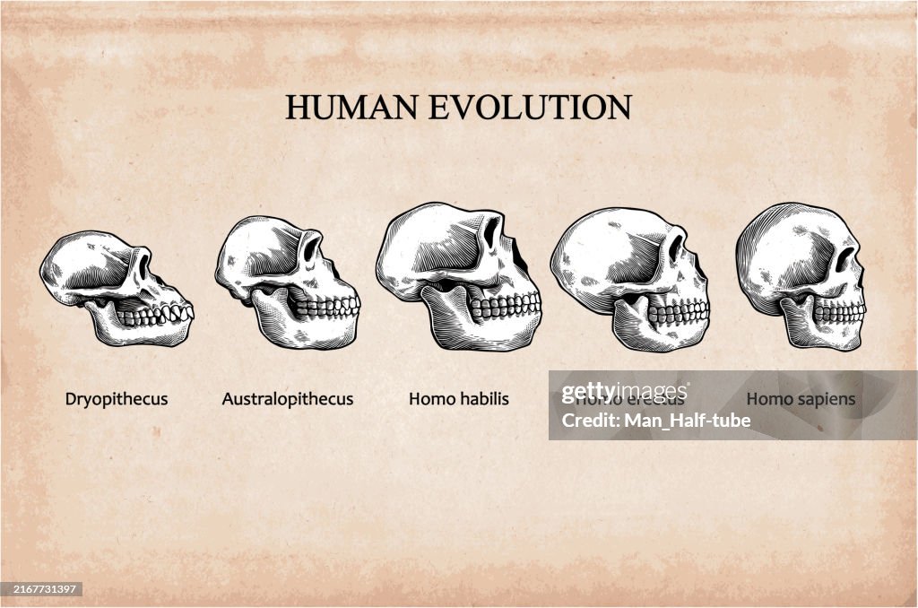Evolution Of The Human Skull