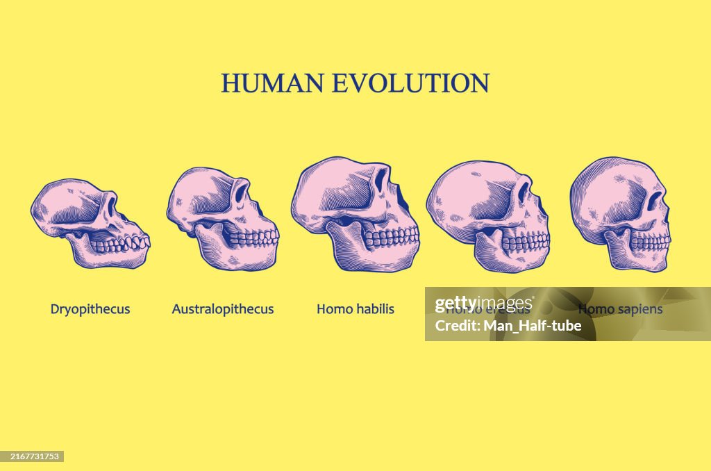 Evolution Of The Human Skull
