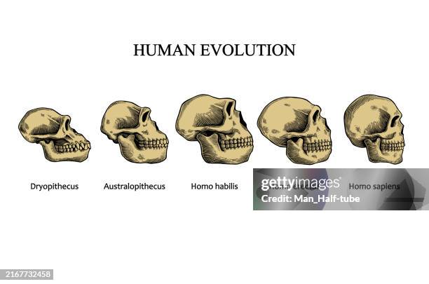 evolution of the human skull - australopithecus stock illustrations