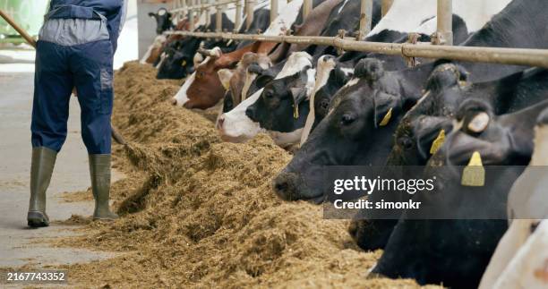 farmer adjusting feed for cows in a modern barn - black boot stock pictures, royalty-free photos & images