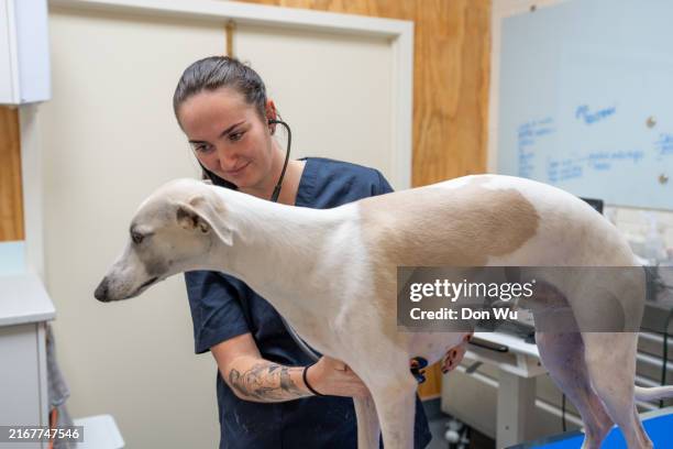 well behaved dog with female vet nurse - lady greyhound stock pictures, royalty-free photos & images