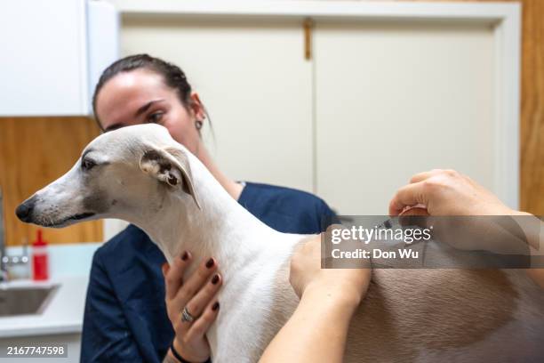 pet dog receiving an injection - veterinarian injecting stock pictures, royalty-free photos & images