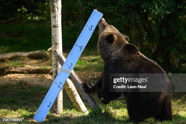 European Brown Bear licks honey from a measuring bar during the annual weigh-in of the animals at ZSL Whipsnade Zoo on August 21, 2024 in Dunstable,...