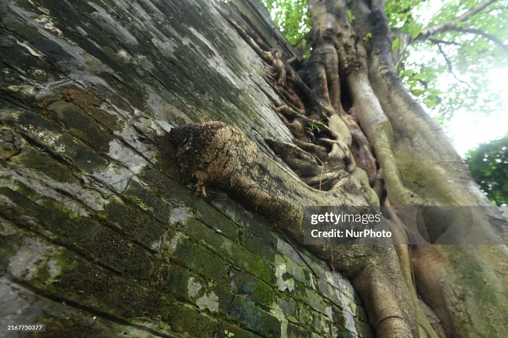 Trees Roots Deep Into The Brick Cracks of the Ancient City wall in Nanning