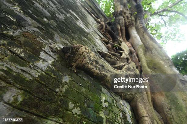 Trees Roots Deep Into The Brick Cracks of the Ancient City wall in..., Nachrichtenfoto