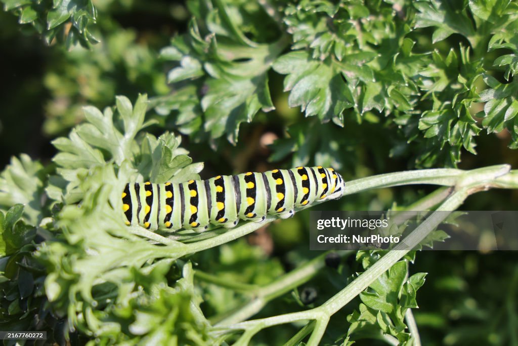 Black Swallowtail Butterfly Caterpillar