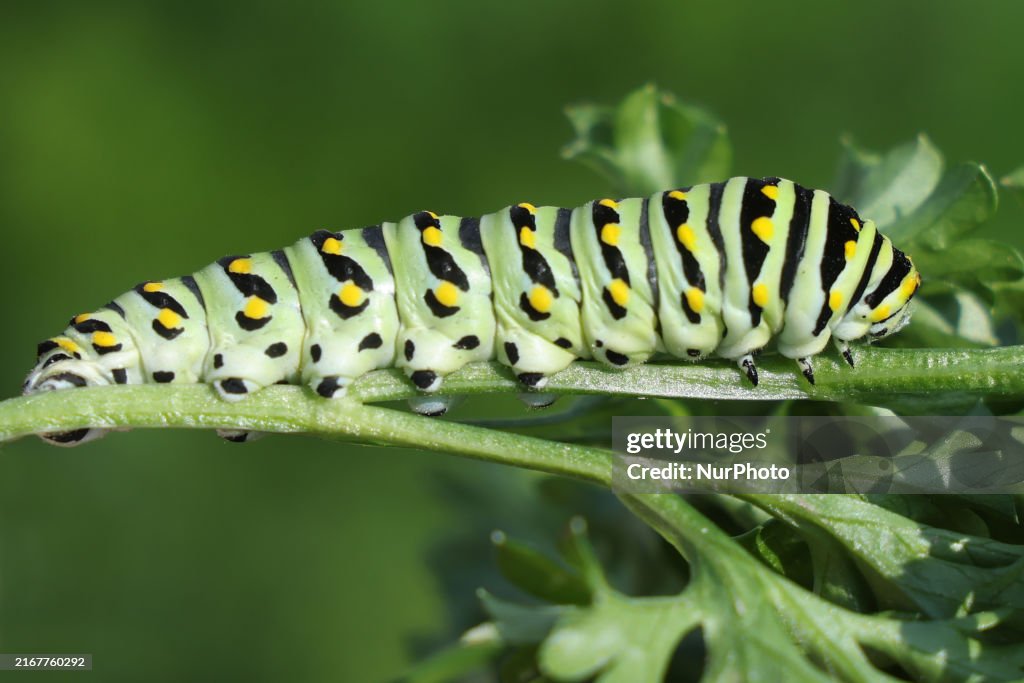 Black Swallowtail Butterfly Caterpillar
