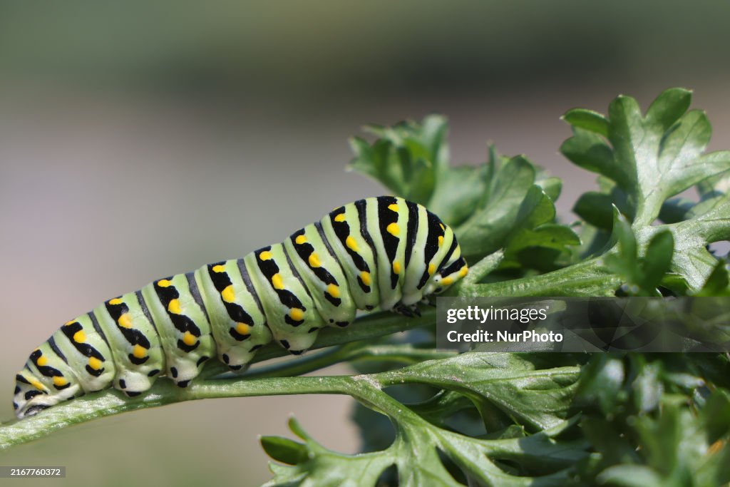 Black Swallowtail Butterfly Caterpillar