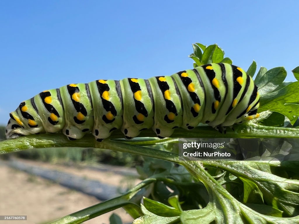Black Swallowtail Butterfly Caterpillar