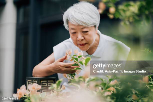 portrait of elegant asian older woman love her bougainvillea in yard, more plants in the background. - east asia stock pictures, royalty-free photos & images