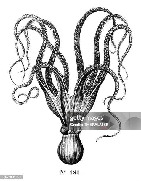 970 Vintage Octopus Stock Photos and High-Res Images - Getty Images