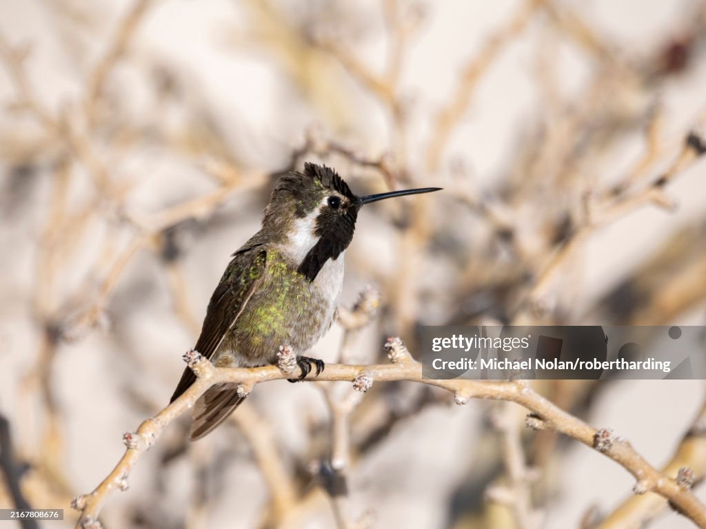 Male Costa's hummingbird (Calypte costae), in Bahia Concepcion, Baja California Sur, Sea of Cortez, Mexico, North America