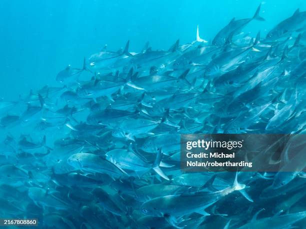 Column Fish 44 Water Column Fish Stock Photos, High-Res Pictures, and Images ...