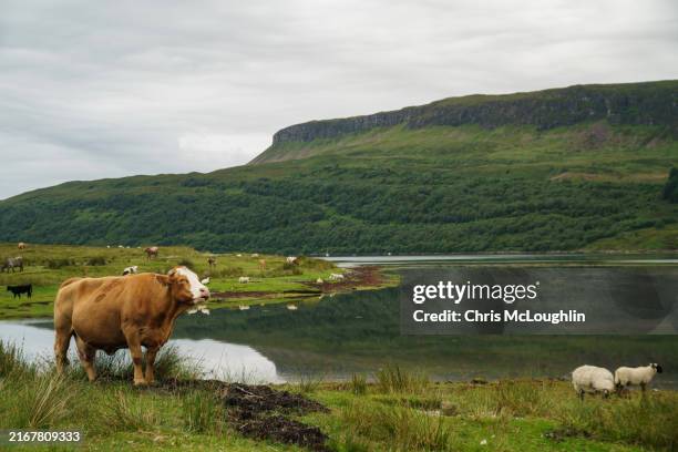 highland cattle on the isle of skye - landscape scenery stock pictures, royalty-free photos & images