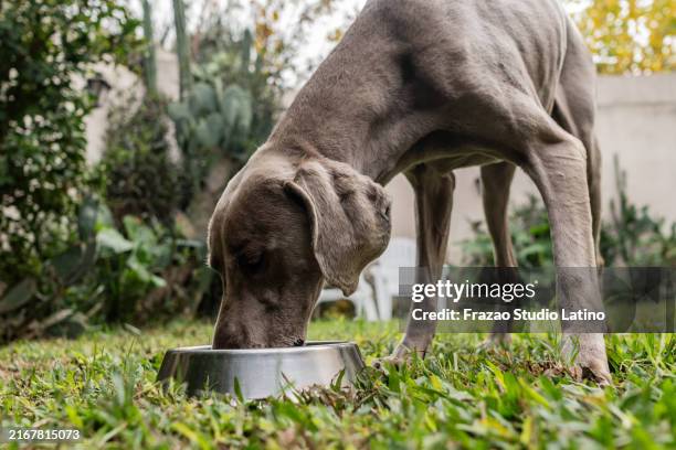 cane che mangia nel cortile di casa - cibo per cani foto e immagini stock