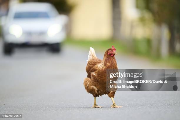 brown chicken crossing a road with a car in the background, chicken (gallus domesticus), austria, europe - chicken crossing road stock pictures, royalty-free photos & images