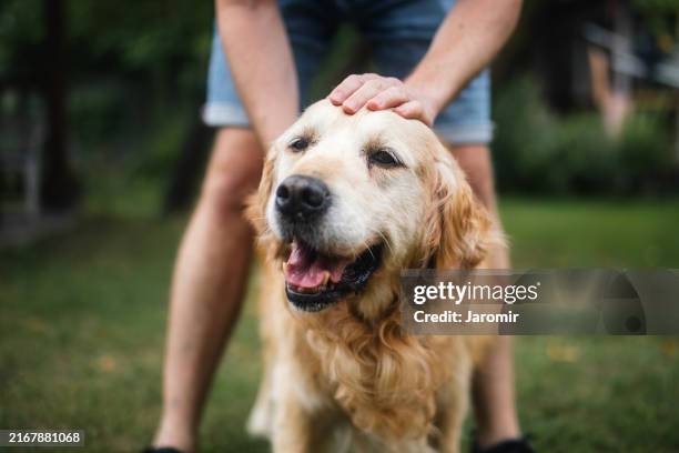 man stroking his old dog - cagnolino foto e immagini stock