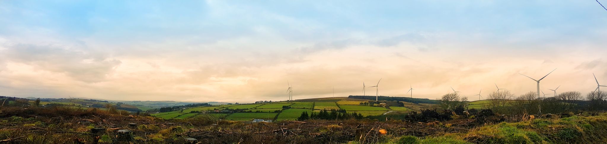 hemp field Ireland