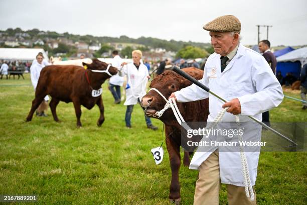 Red Ruby Devon cattle are judged at the Melplash Agricultural Society Show, on August 22, 2024 in West Bay, Dorset. The Melplash Agricultural Society...