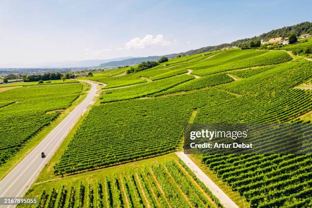 aerial view driving free on a scenic road surrounded by vineyards - wallis stockfoto's en -beelden