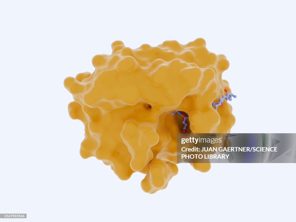 Prostate-specific antigen with bound substrate, illustration