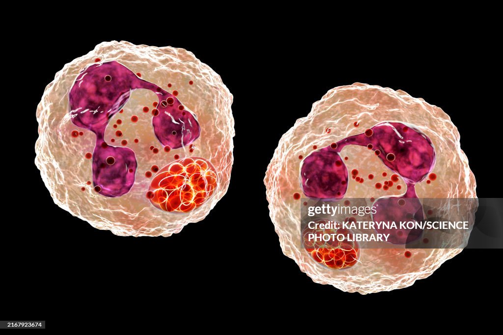 Anaplasma bacteria infecting neutrophils, illustration