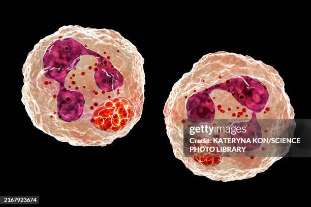 anaplasma bacteria infecting neutrophils, illustration - anaplasmosis stock illustrations