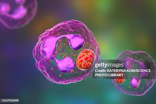 anaplasma bacteria infecting neutrophils, illustration - anaplasmosis stock illustrations