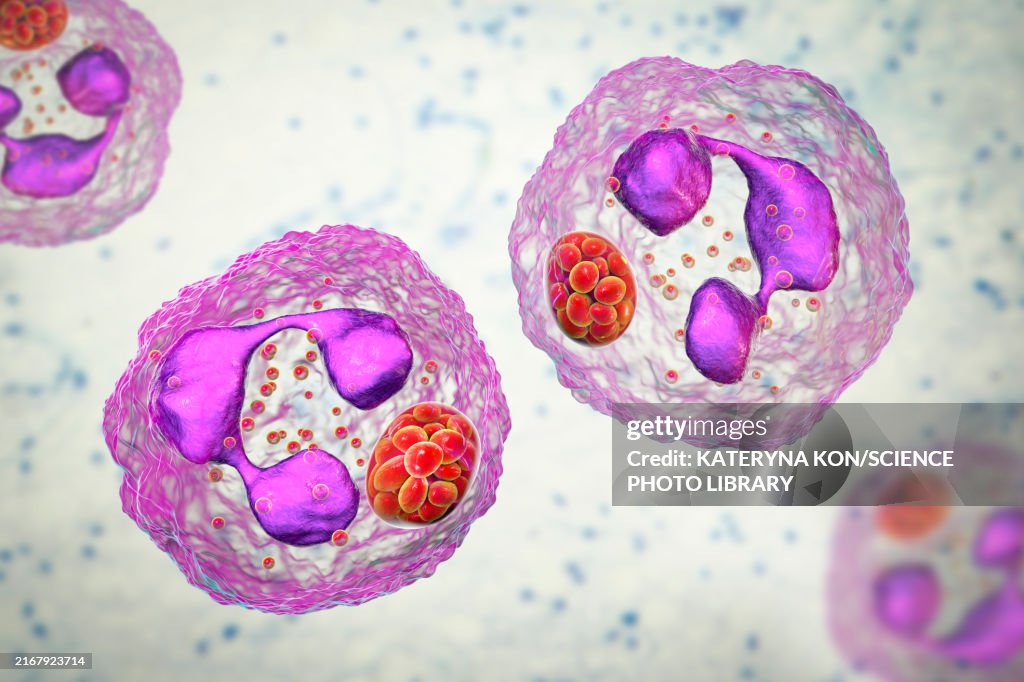 Anaplasma bacteria infecting neutrophils, illustration