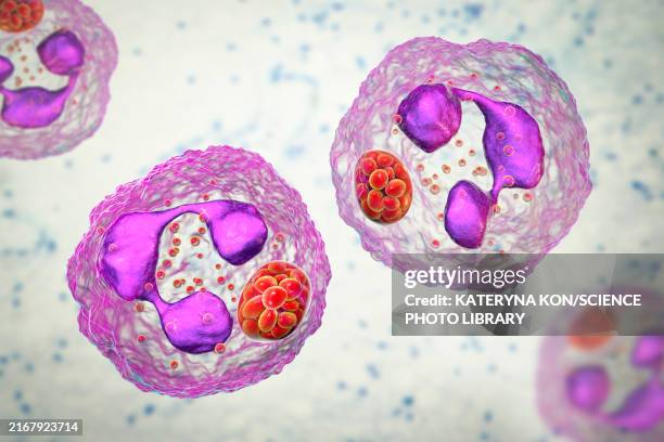 anaplasma bacteria infecting neutrophils, illustration - anaplasmosis stock illustrations