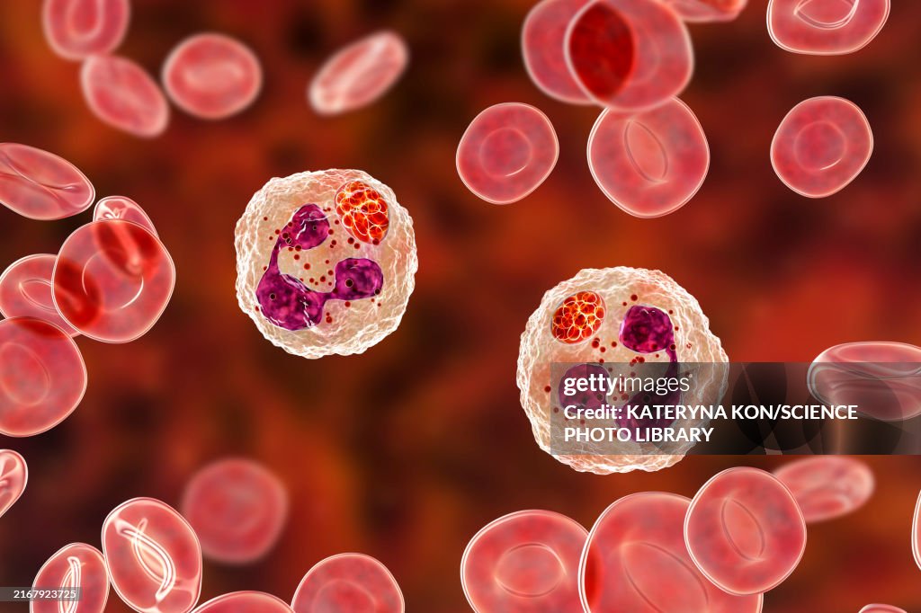 Anaplasma bacteria infecting neutrophils, illustration