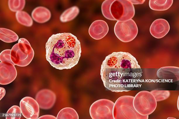 anaplasma bacteria infecting neutrophils, illustration - anaplasmosis stock illustrations