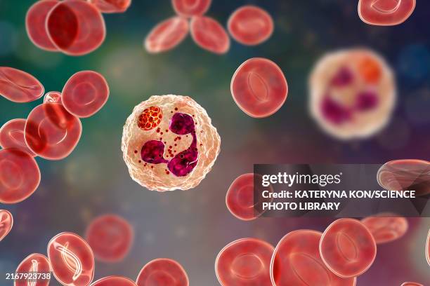 anaplasma bacteria infecting neutrophils, illustration - anaplasmosis stock illustrations