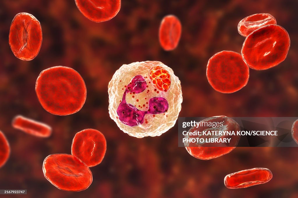 Anaplasma bacteria infecting neutrophils, illustration