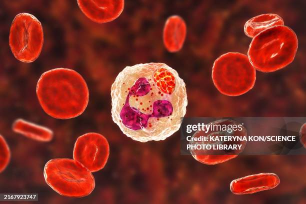 anaplasma bacteria infecting neutrophils, illustration - anaplasmosis stock illustrations