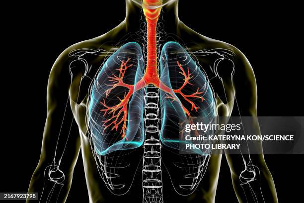 anatomy of human respiratory system, illustration - menschliche lunge stock-grafiken, -clipart, -cartoons und -symbole