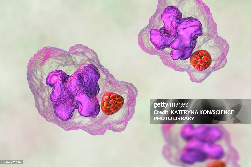 Ehrlichia bacteria morula within macrophages, illustration