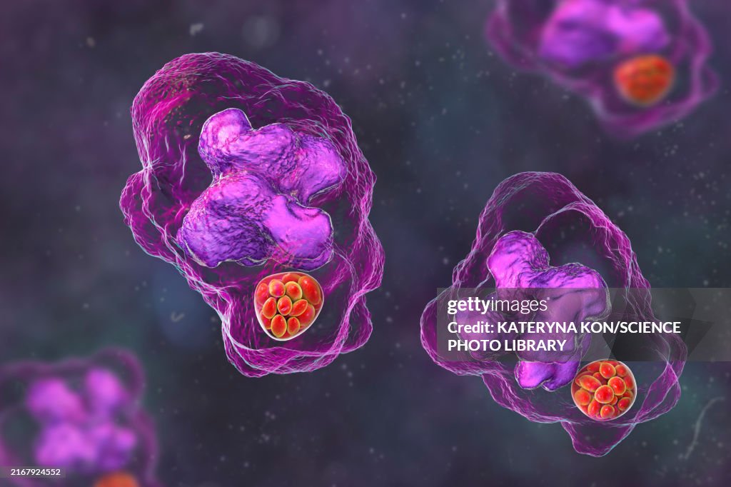 Ehrlichia bacteria morula within macrophages, illustration