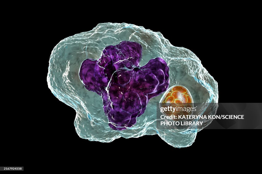 Ehrlichia bacteria morula within macrophages, illustration